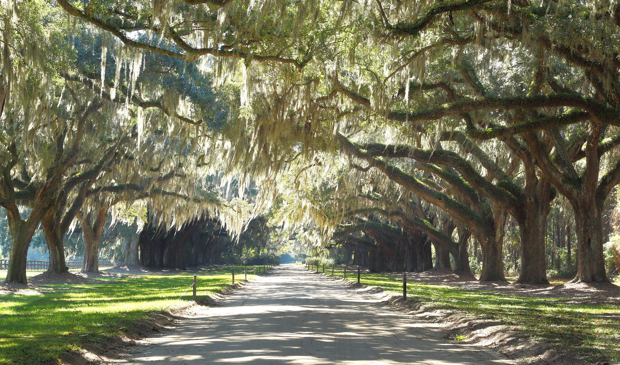 Tree-lined avenue with Spanish moss hanging from large oak trees along a straight dirt road